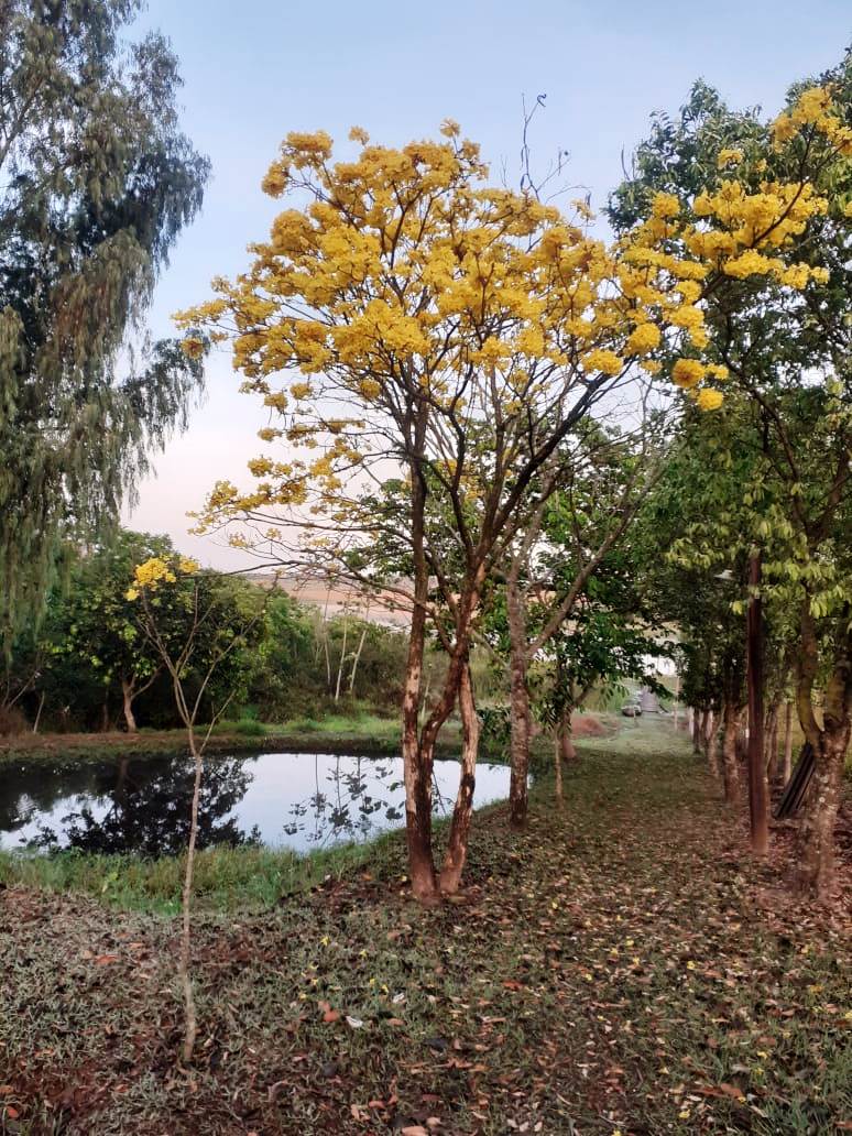 RANCHO NO BAIRRO DO CRUZEIRO
