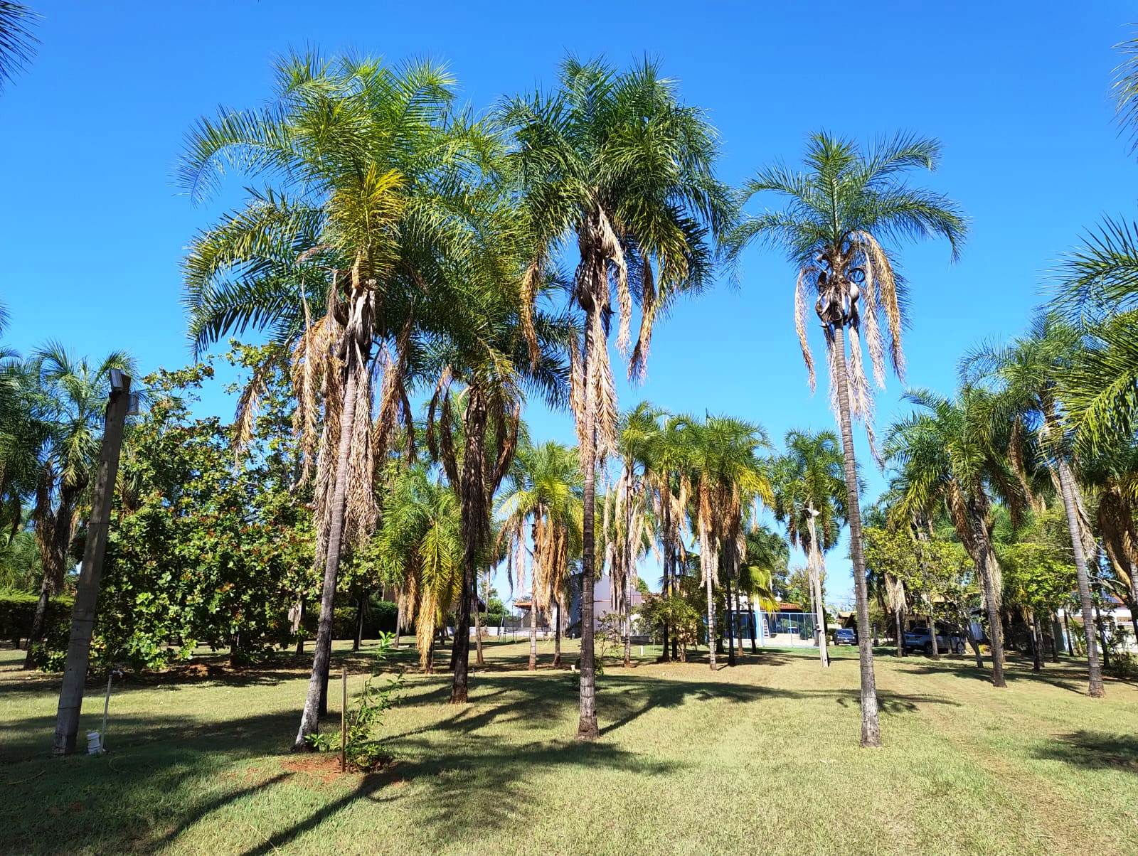ÓTIMO RANCHO NA PARTE DE BAIXO DO BELVEDERE
