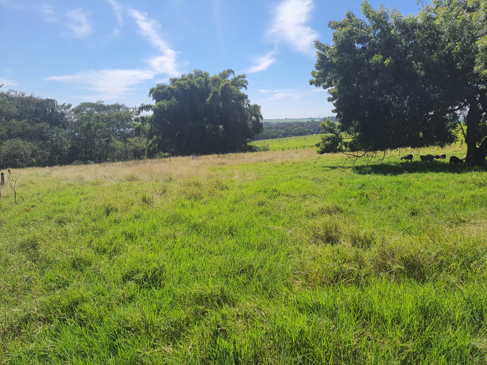 SITIO NO CÓRREGO DOS PINTOS COM ACESSO AO RIO LAJEADO.