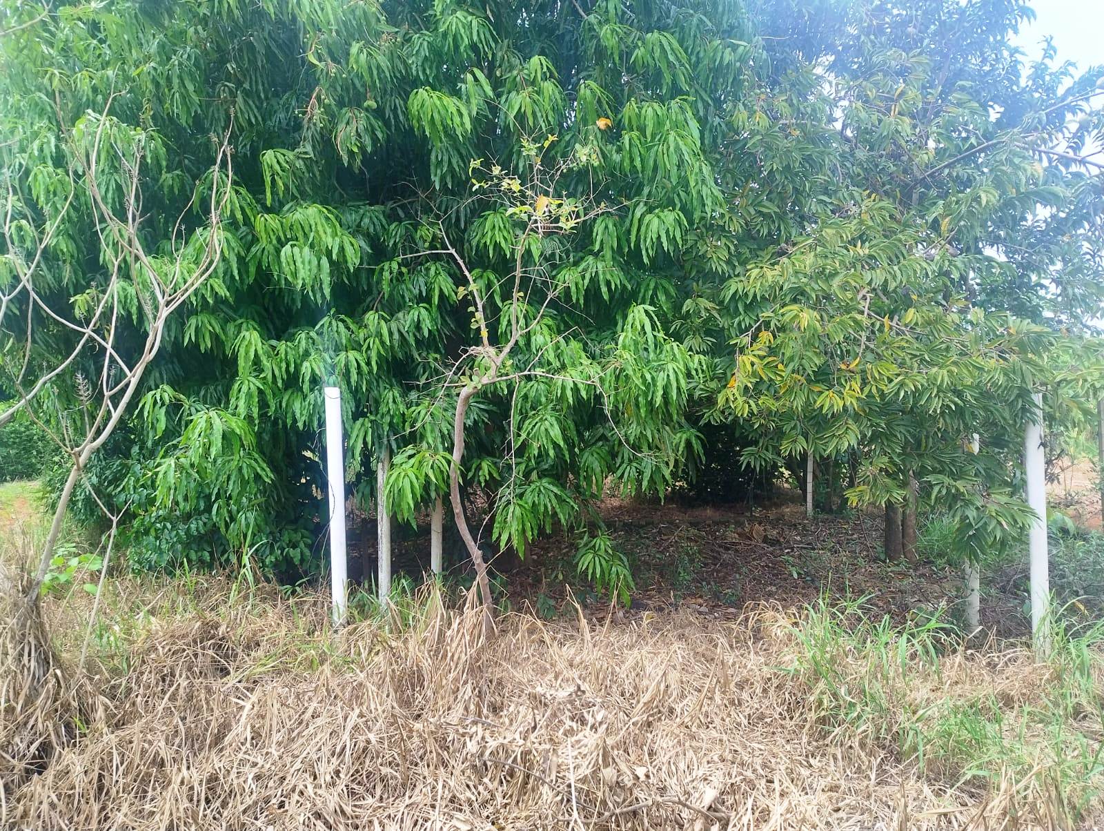 RANCHO EM FASE DE ACABAMENTO NO SAN MARINO